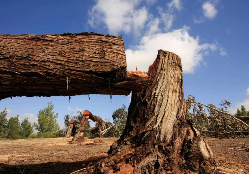 עקירת חורשות עצים לעומת בנייה by chani betzer - Illustrated by נויה, רוני, טל, רועי, אביב - Ourboox.com