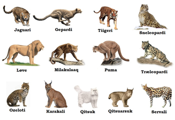 The Dangerous Predator Tiger by zohar - Illustrated by zohar - Ourboox.com