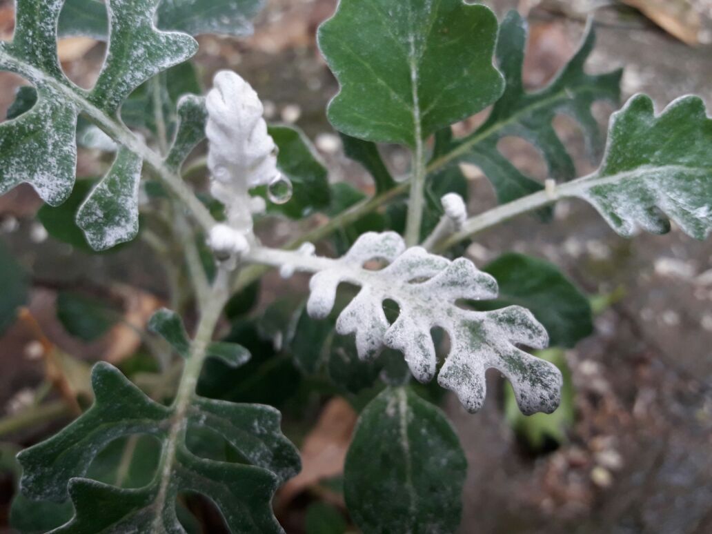אמירים- Earth Art צילומי טבע by eti akrish - Illustrated by תלמידי אמירים שכבה ה - Ourboox.com