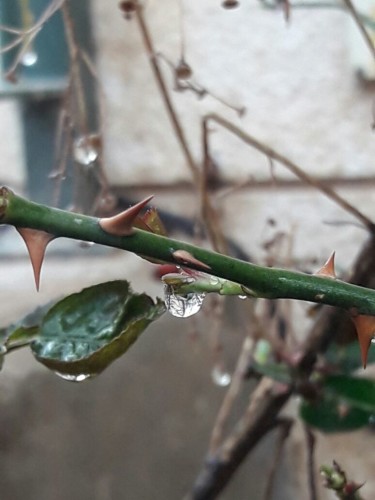 אמירים- Earth Art צילומי טבע by eti akrish - Illustrated by תלמידי אמירים שכבה ה - Ourboox.com