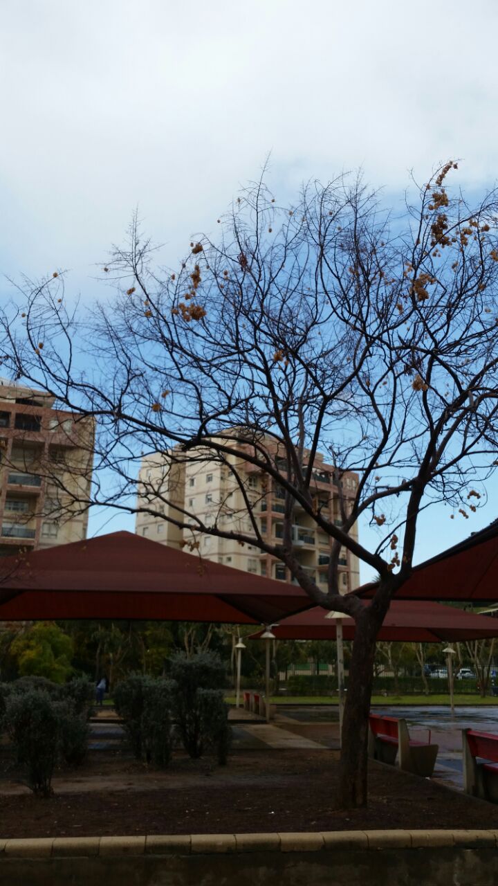 אמירים- Earth Art צילומי טבע by eti akrish - Illustrated by תלמידי אמירים שכבה ה - Ourboox.com