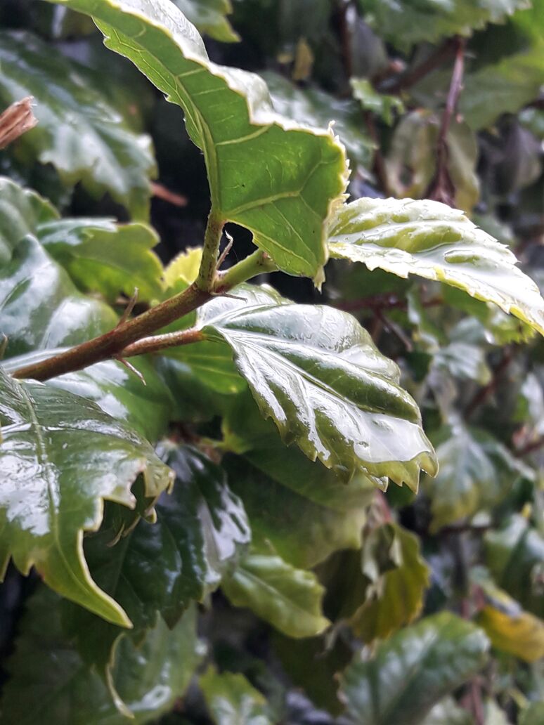 אמירים- Earth Art צילומי טבע by eti akrish - Illustrated by תלמידי אמירים שכבה ה - Ourboox.com