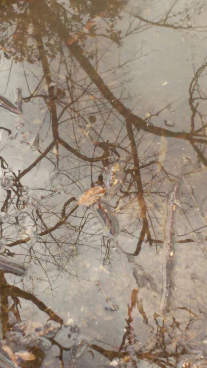 אמירים- Earth Art צילומי טבע by eti akrish - Illustrated by תלמידי אמירים שכבה ה - Ourboox.com