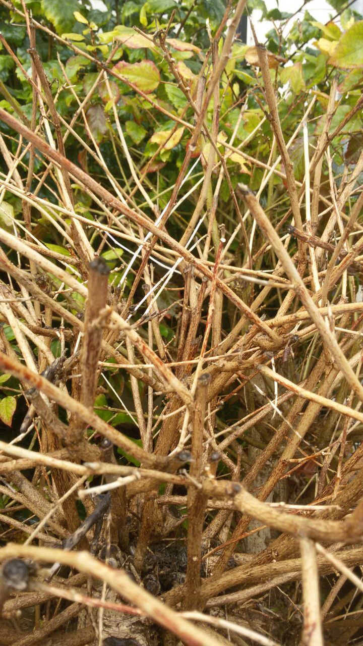 אמירים- Earth Art צילומי טבע by eti akrish - Illustrated by תלמידי אמירים שכבה ה - Ourboox.com