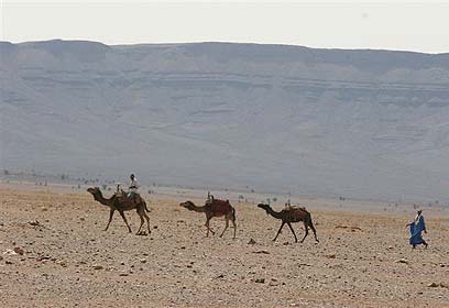 חצי האי ערב-מדריך לתייר by yaron - Illustrated by ירון אלי ועידו רוקמן וזיו סודרי  - Ourboox.com