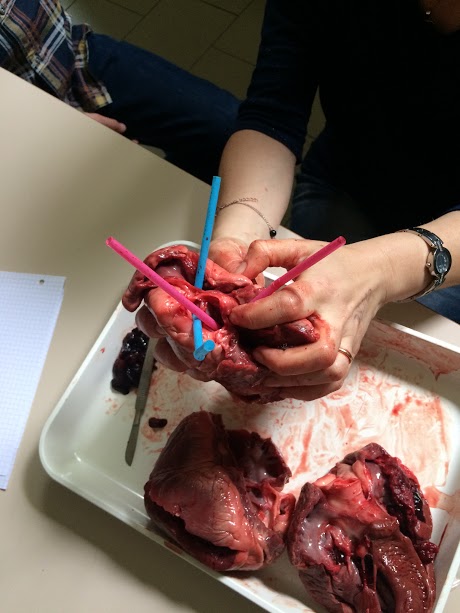 Quell’anno, facendo Scienze… by Alessandro Bettini - Illustrated by Christian Bernardi - Ourboox.com