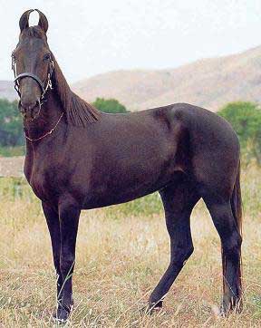 انواع الخيول by fatma - Illustrated by فاطمة حسين - Ourboox.com