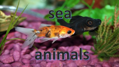 Sea Animals by Orfir and Or - Ourboox.com