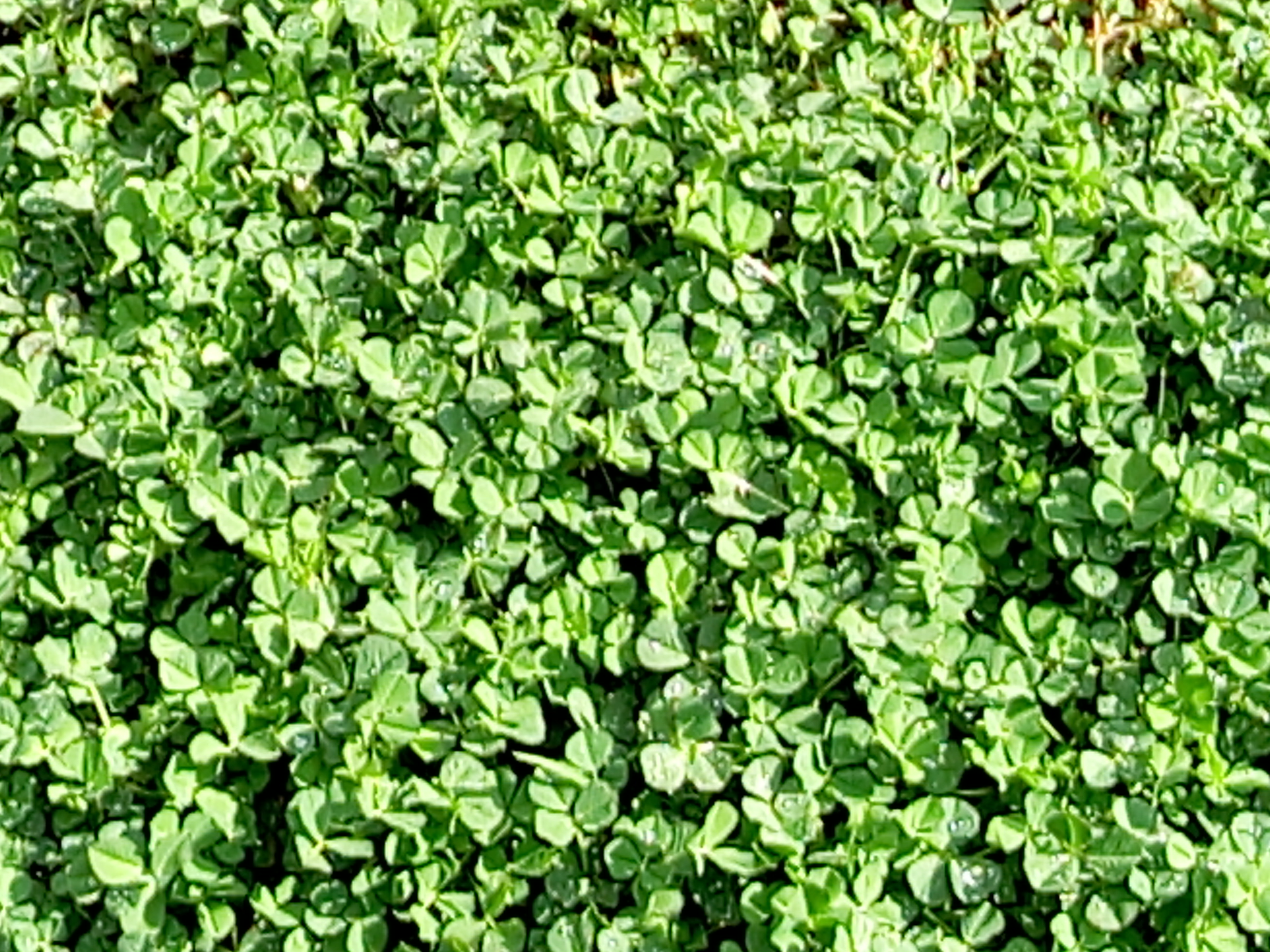 אמירים- Earth Art צילומי טבע by eti akrish - Illustrated by תלמידי אמירים שכבה ה - Ourboox.com