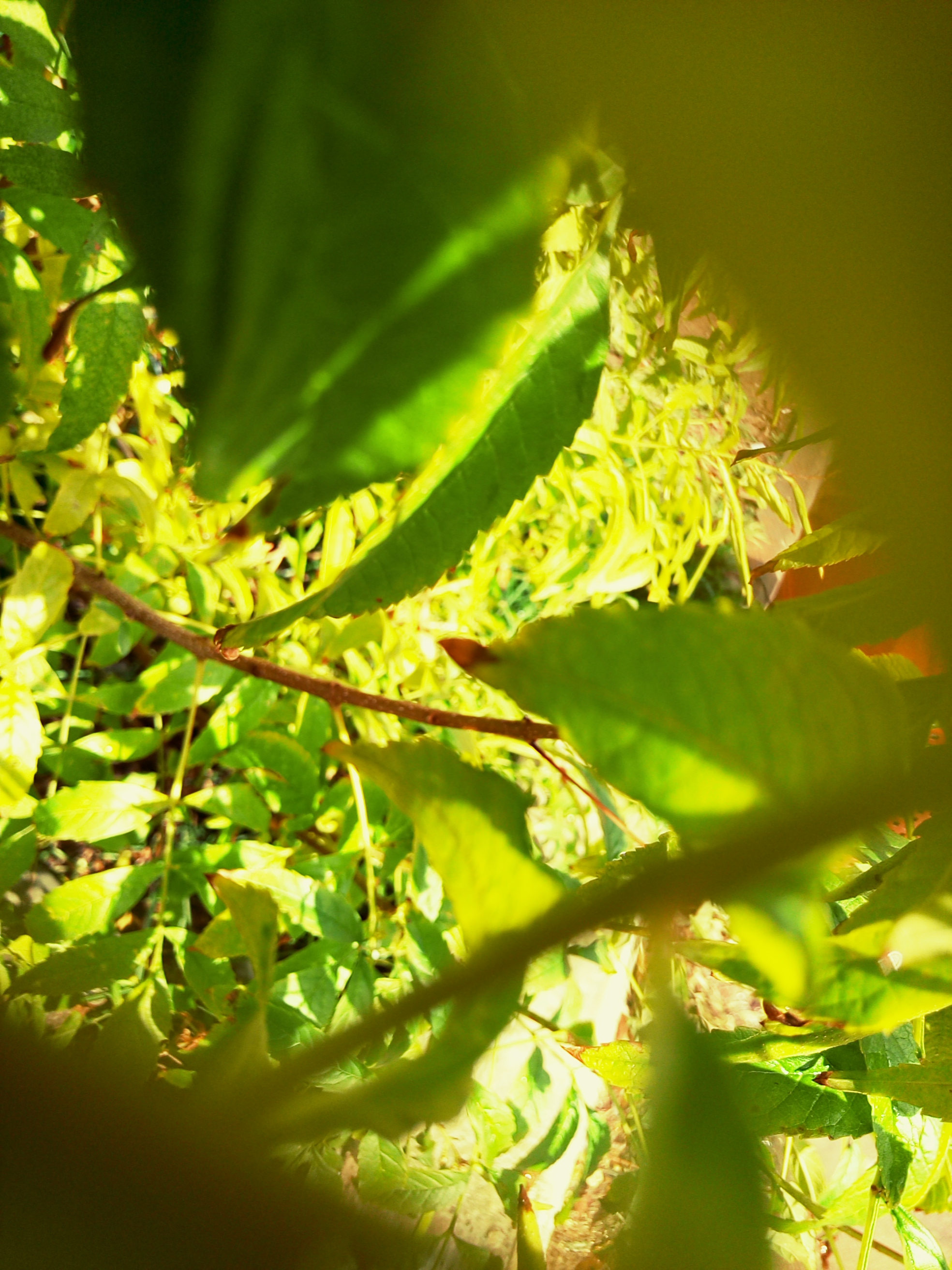 אמירים- Earth Art צילומי טבע by eti akrish - Illustrated by תלמידי אמירים שכבה ה - Ourboox.com