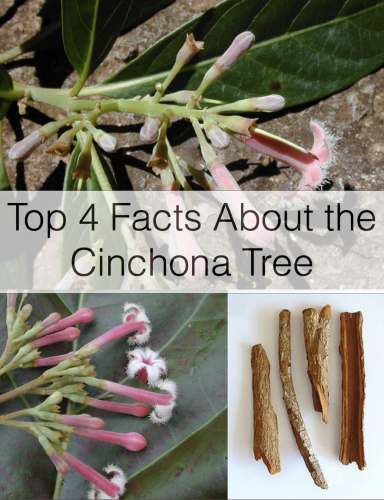 CinchonaTree by Jordana Weinberger - Ourboox.com