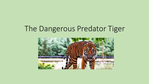 The Dangerous Predator Tiger by zohar - Illustrated by zohar - Ourboox.com