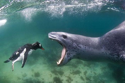 עבודה בצילום by shaked - Illustrated by שקד אליהו - Ourboox.com