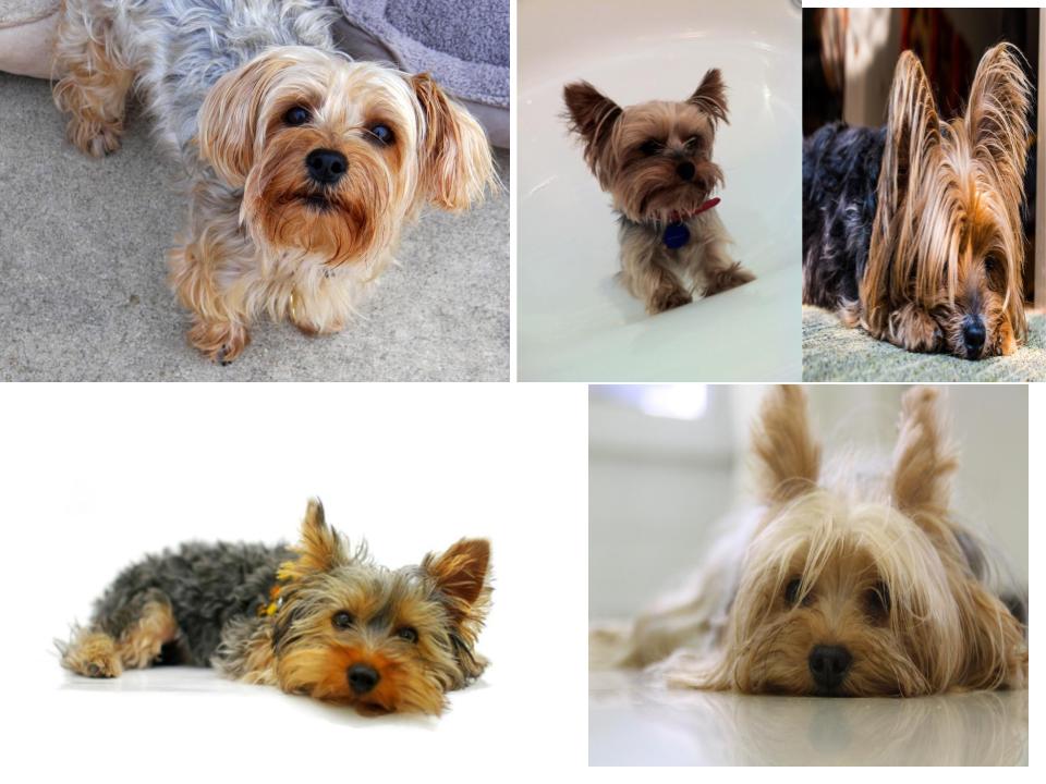 Riley’s Book by Riley.Grant - Ourboox.com