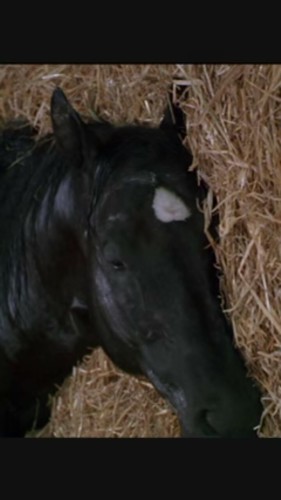 black beauty by Anna Sewell - Illustrated by Adan Jamamaa - Ourboox.com