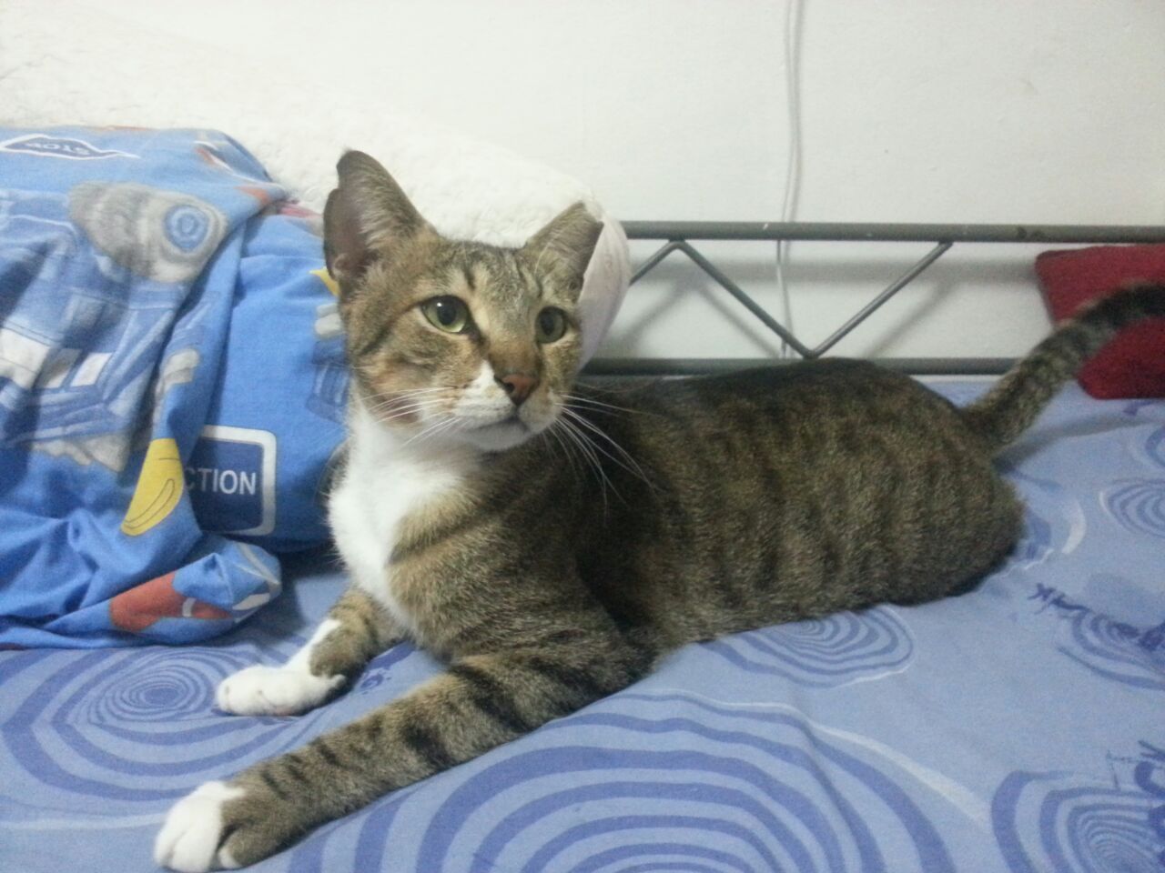 הספר הראשון by Ron - Illustrated by רון - Ourboox.com