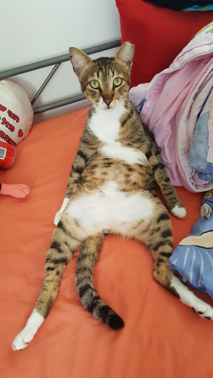 הספר הראשון by Ron - Illustrated by רון - Ourboox.com