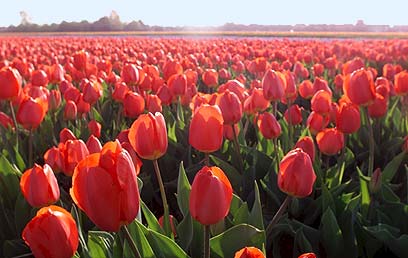 טוליפ הקטן by noa baumgarten - Ourboox.com