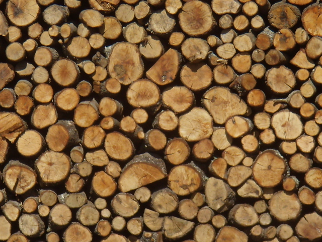 עקירת חורשות עצים לעומת בנייה by chani betzer - Illustrated by נויה, רוני, טל, רועי, אביב - Ourboox.com