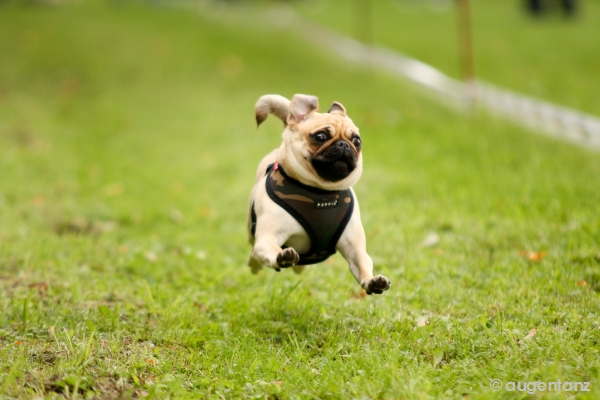 Tzutzi and Us by Roni and Dana - Illustrated by Roni Shadmi & Dana Ben Tzvi - Ourboox.com