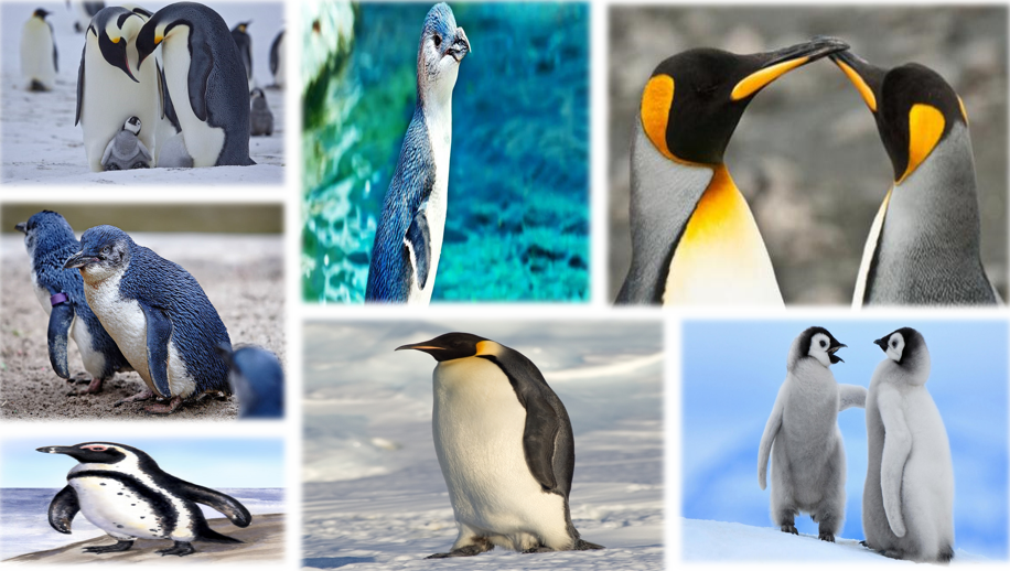 البطريق by ayam - Illustrated by أيام صوالحه - Ourboox.com