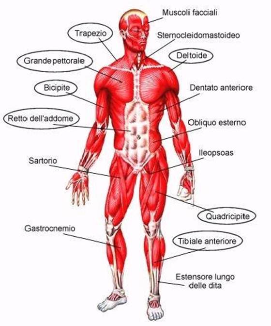 Quell’anno, facendo Scienze… by Alessandro Bettini - Illustrated by Christian Bernardi - Ourboox.com