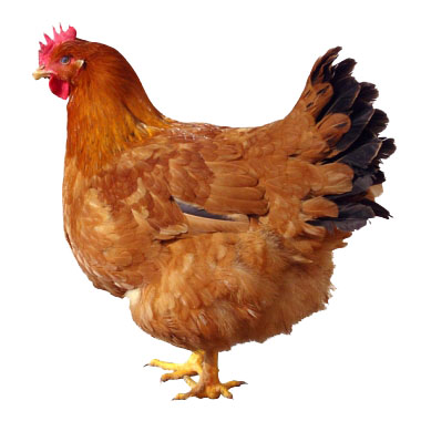 Animals on the farm by Nadav Goldman - Ourboox.com