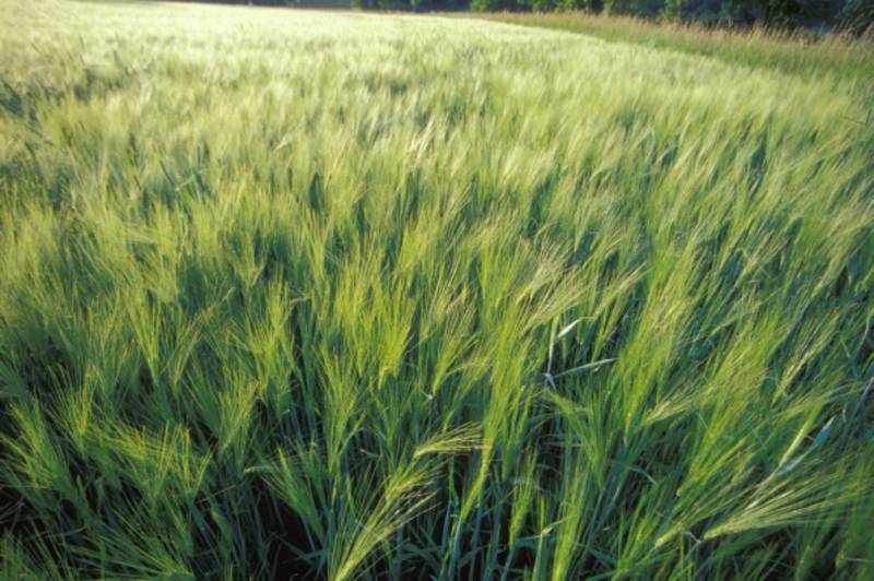 שבועות by doron - Ourboox.com