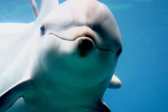 الدلافين by bushra slami - Illustrated by bushra slami  - Ourboox.com