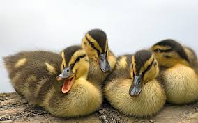Three Little Ducks by Dan Goldman - Illustrated by Google Images - Ourboox.com