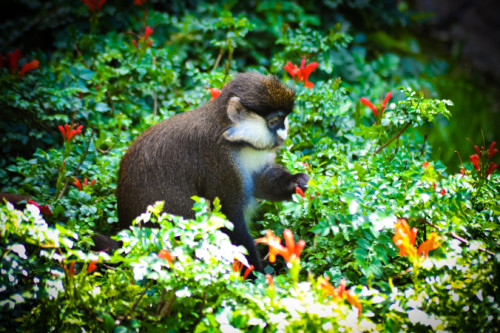 Special Animals by Ashraf Zghaiar - Illustrated by Grade 5b, elementary B school, Yarka. - Ourboox.com