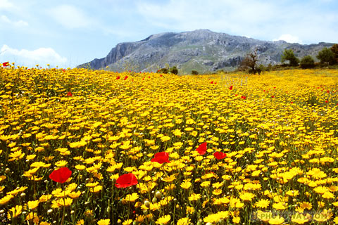 فصل الربيع by amna - Ourboox.com