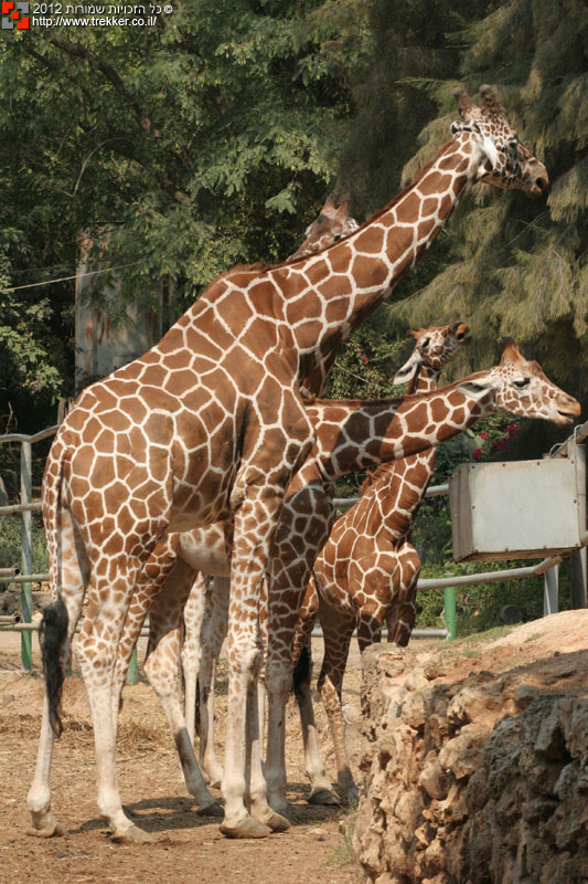 גן החיות by Jabry - Ourboox.com