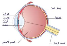 تركيبة العين by yassin nasir - Ourboox.com