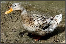 החווה של משה by Shira Zigdon - Ourboox.com