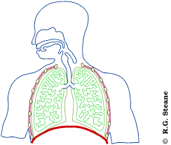 التنفس by kousaychiwa - Ourboox.com