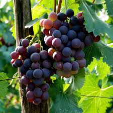 save the planet — mahmod by save - Ourboox.com