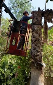 עקירת חורשות עצים לעומת בנייה by chani betzer - Illustrated by נויה, רוני, טל, רועי, אביב - Ourboox.com