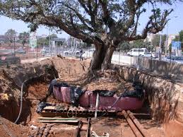 עקירת חורשות עצים לעומת בנייה by chani betzer - Illustrated by נויה, רוני, טל, רועי, אביב - Ourboox.com