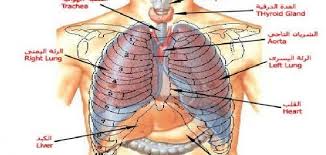 جسم الانسان by Tesnim Ben amor - Ourboox.com