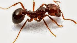 مملكة النمل by lamamahajne - Ourboox.com