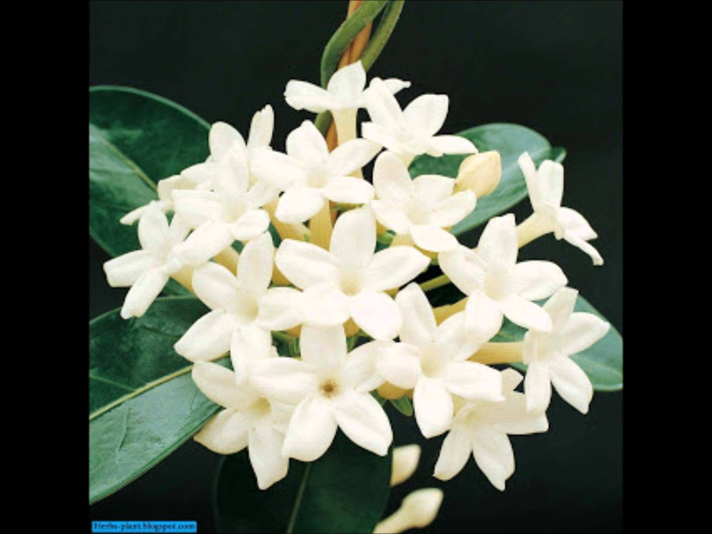 بعض من انواع الورود والزهور المختلفه by shorooq - Illustrated by شروق اغباريه - Ourboox.com