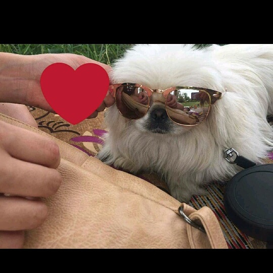 Pablo the loyal dog by Angel Malak - Illustrated by Pablo the loyal dog - Ourboox.com