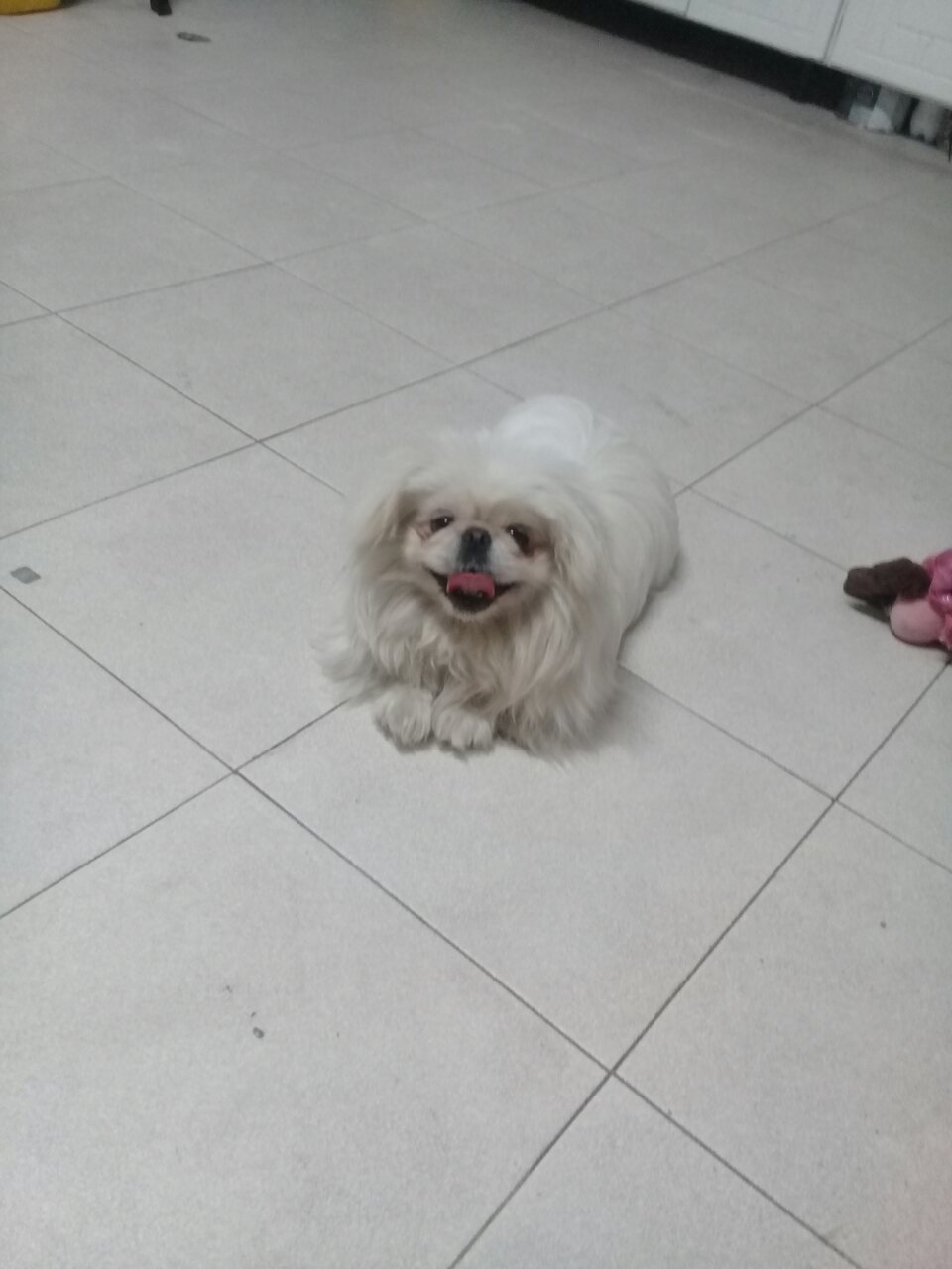 Pablo the loyal dog by Angel Malak - Illustrated by Pablo the loyal dog - Ourboox.com