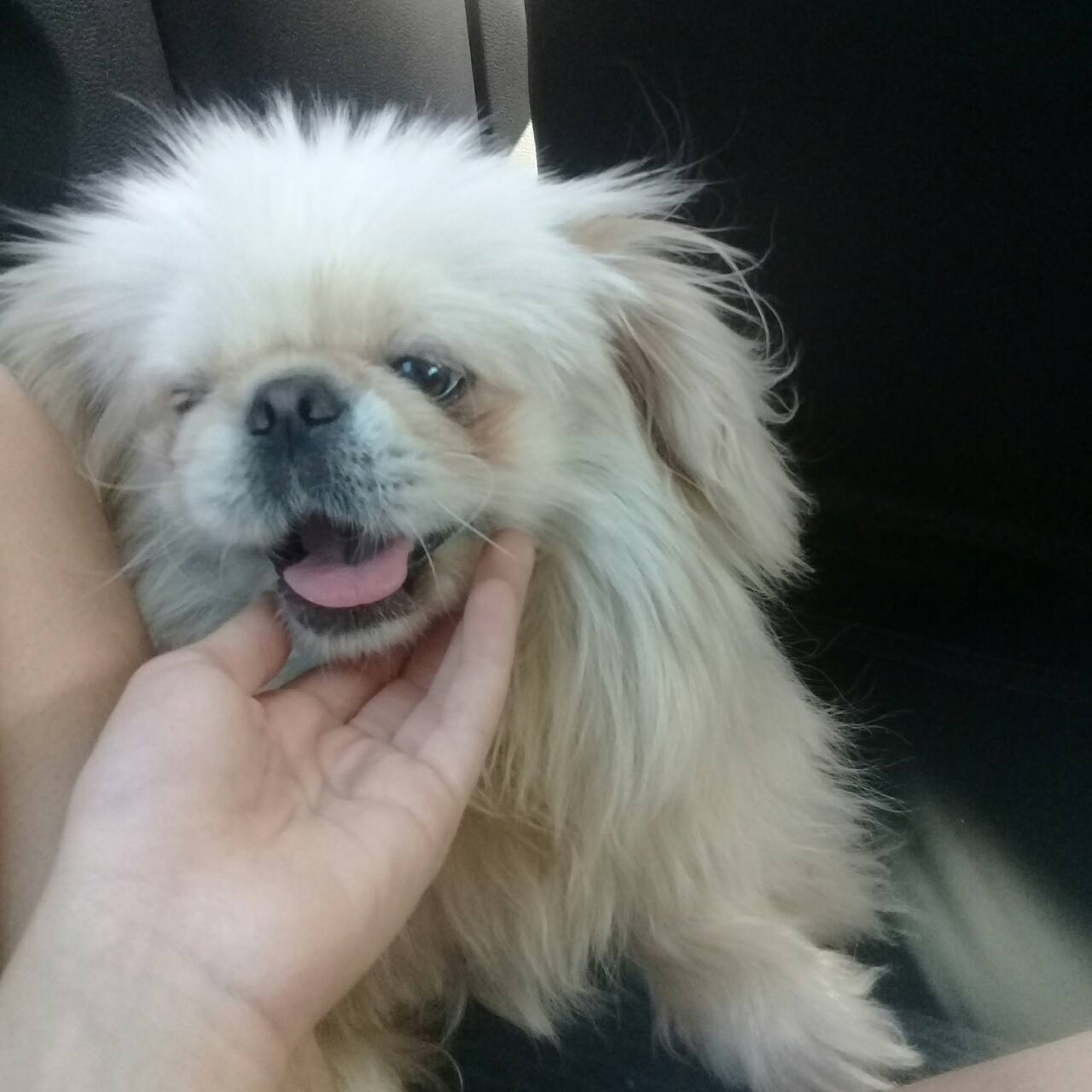 Pablo the loyal dog by Angel Malak - Illustrated by Pablo the loyal dog - Ourboox.com