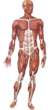 Il corpo umano by Riccardo - Illustrated by Riccardo Hysi, Gabriele Chiti - Ourboox.com