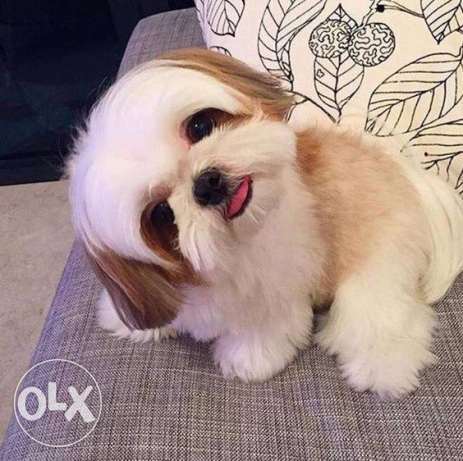 Pablo the loyal dog by Angel Malak - Illustrated by Pablo the loyal dog - Ourboox.com