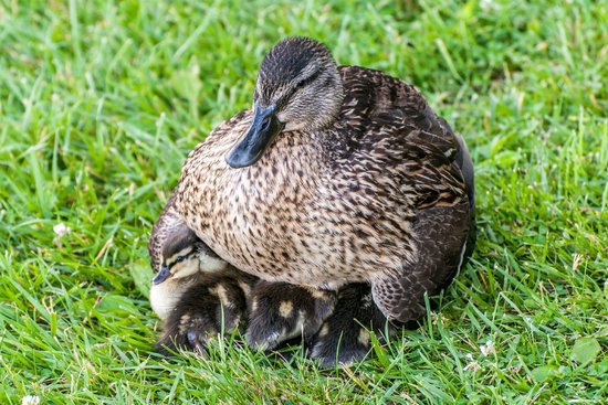 Three Little Ducks by Dan Goldman - Illustrated by Google Images - Ourboox.com