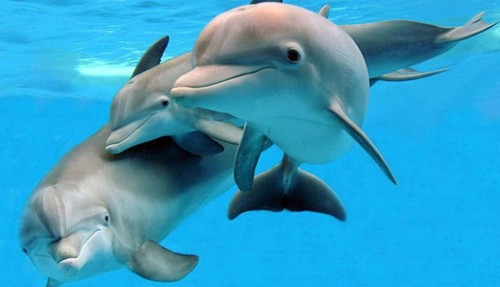 الدلافين by bushra slami - Illustrated by bushra slami  - Ourboox.com