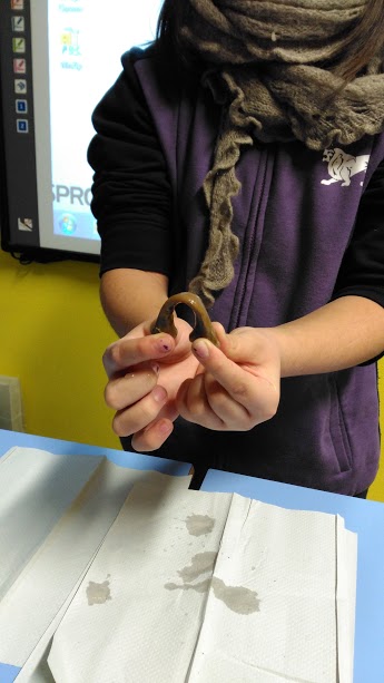 L’anatomia in 2A by Eleonora - Illustrated by Chiara Savoia - Ourboox.com